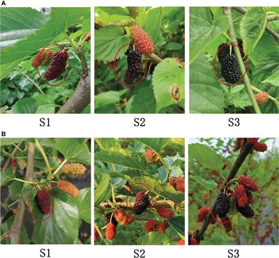 Non-destructive prediction and visualization of anthocyanin content in mulberry fruits using hyperspectral imaging